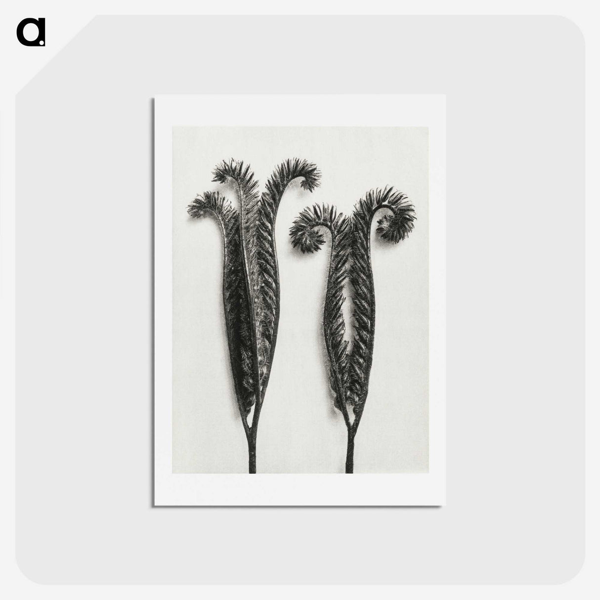 1-82_Karl-Blossfeldt_hagaki