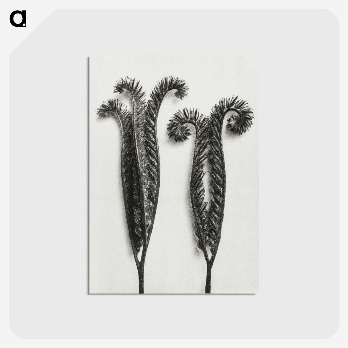 1-82_Karl-Blossfeldt_postcard
