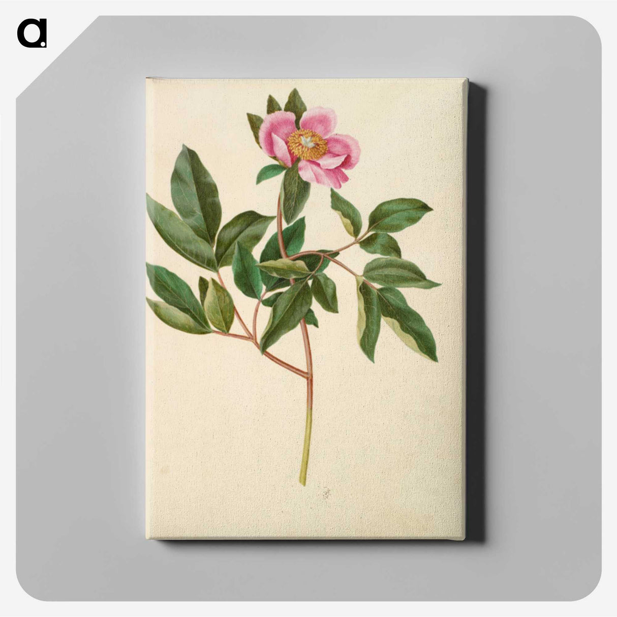 1-82_Maria-Sibylla-Merian_canvas