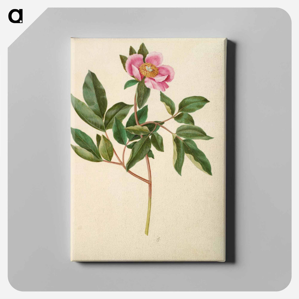 アートパネル-Paeonia Mascula
- マリア ジビーラ メーリアン Canvas.