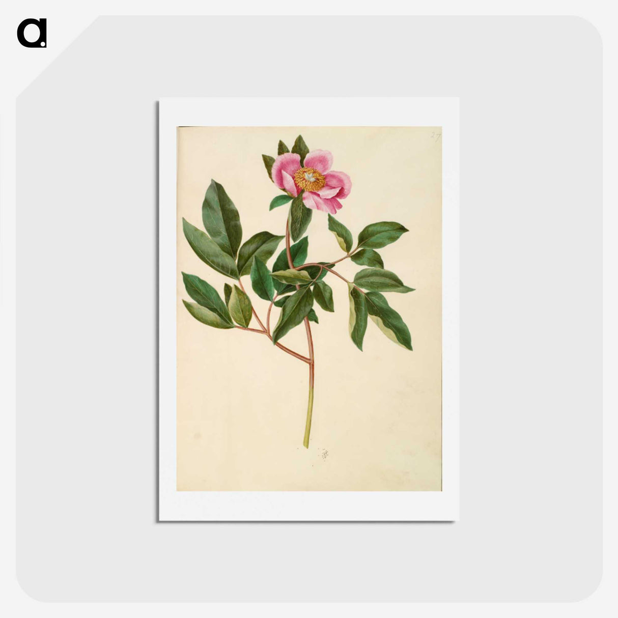 1-82_Maria-Sibylla-Merian_hagaki