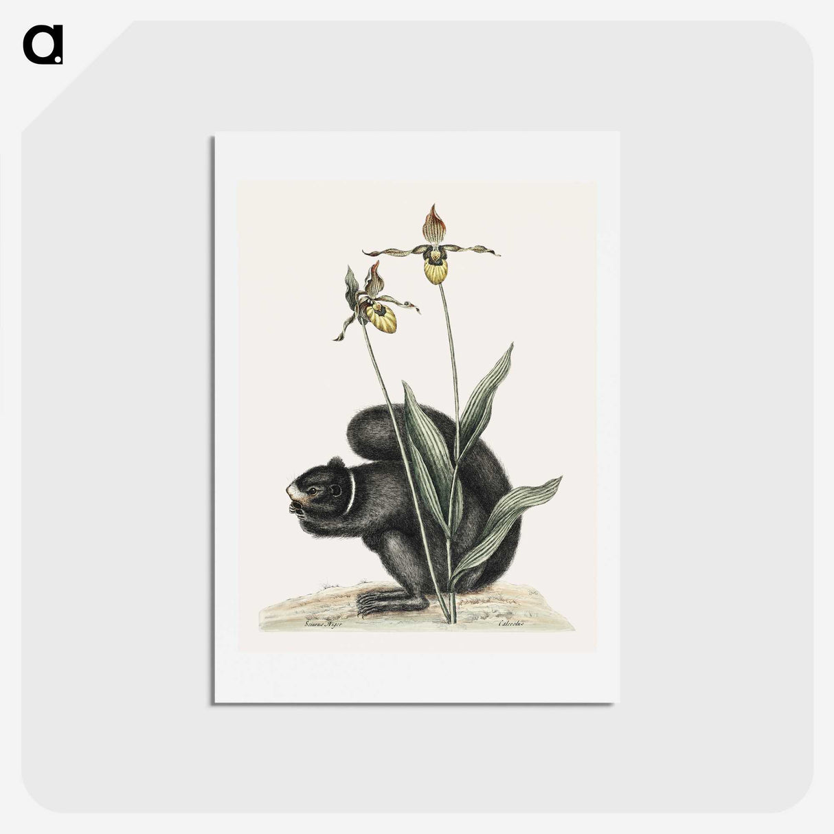 1-82_Mark-Catesby_hagaki