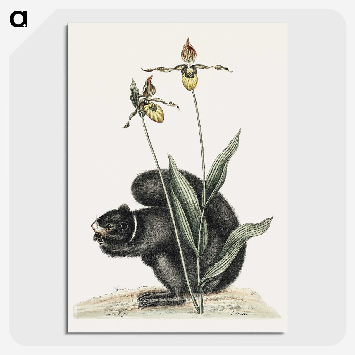 1-82_Mark-Catesby_picture-crop