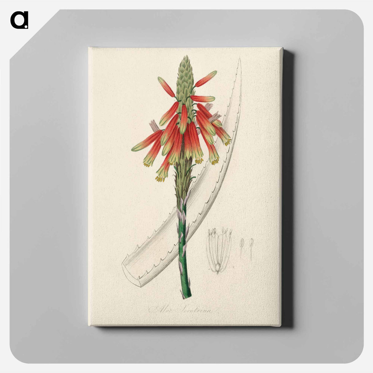 アートパネル-Aloe socotrina
- 薬用植物学 Canvas.