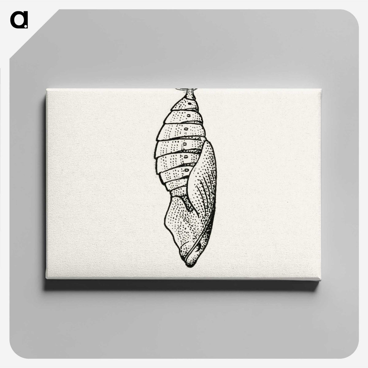 1-82_Moths-and-Butterflies-of-the-United-States_canvas