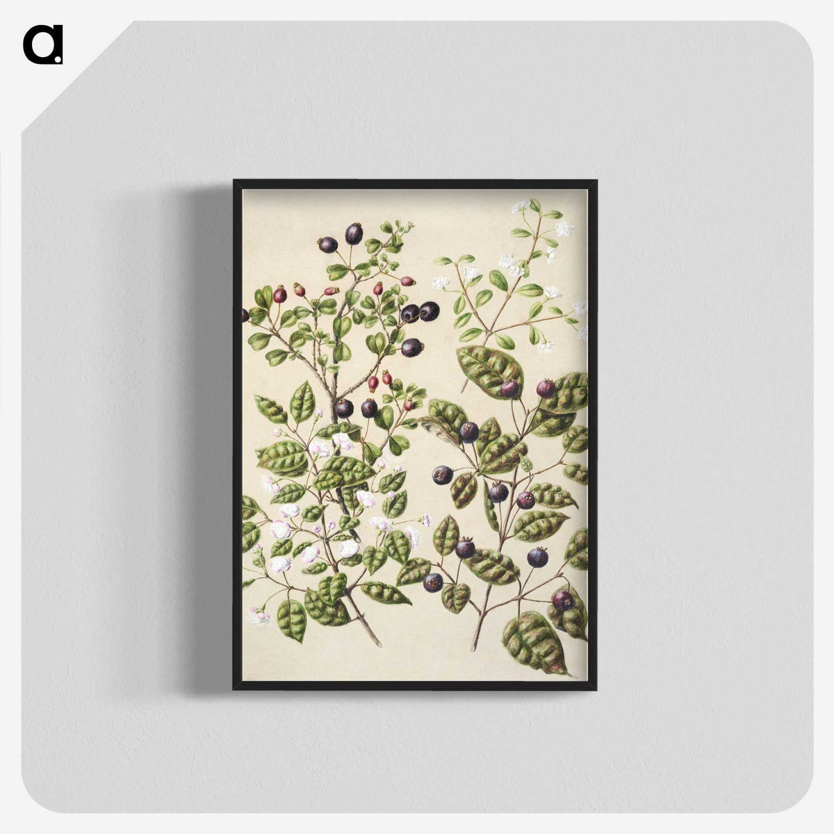 1-82_Native-Flowering-Plants-of-New-Zealand_blk-crop