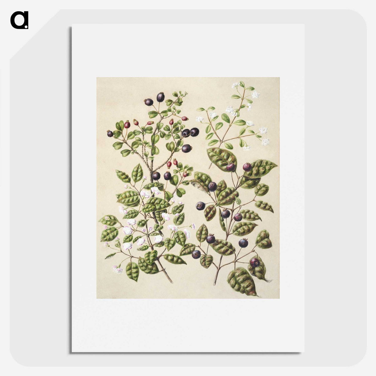 1-82_Native-Flowering-Plants-of-New-Zealand_picture