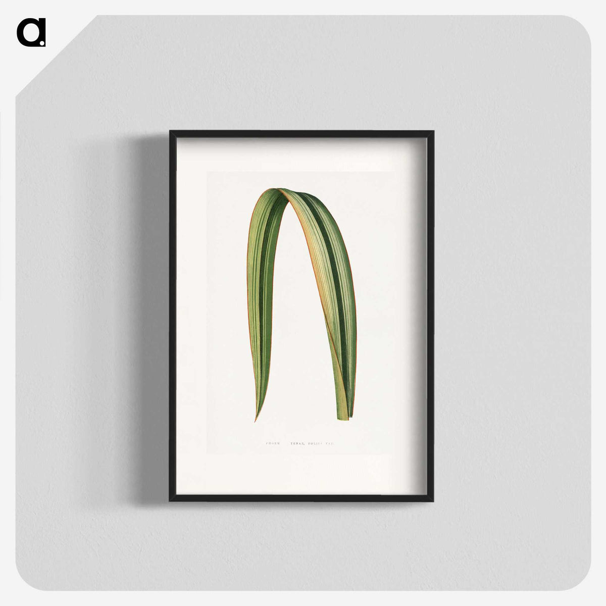 1-82_Plants-with-Colored-Foliage_blk