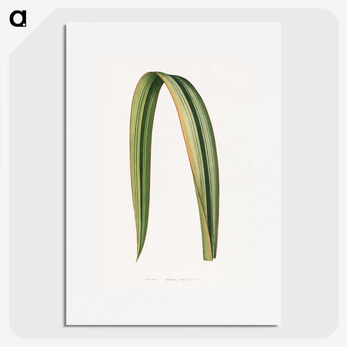 1-82_Plants-with-Colored-Foliage_picture