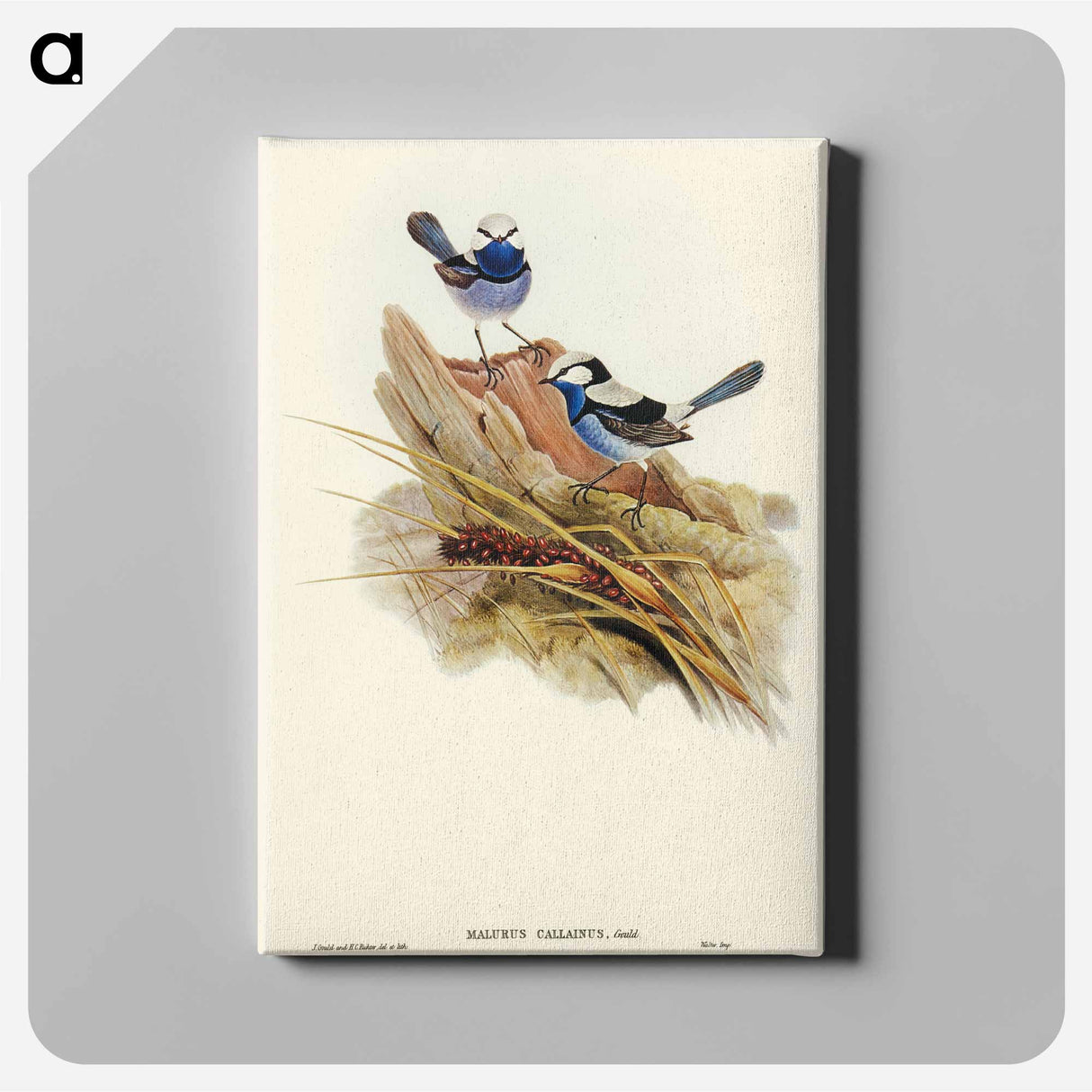 Turquoisine Superb Warbler
- オーストラリアの鳥 Canvas.