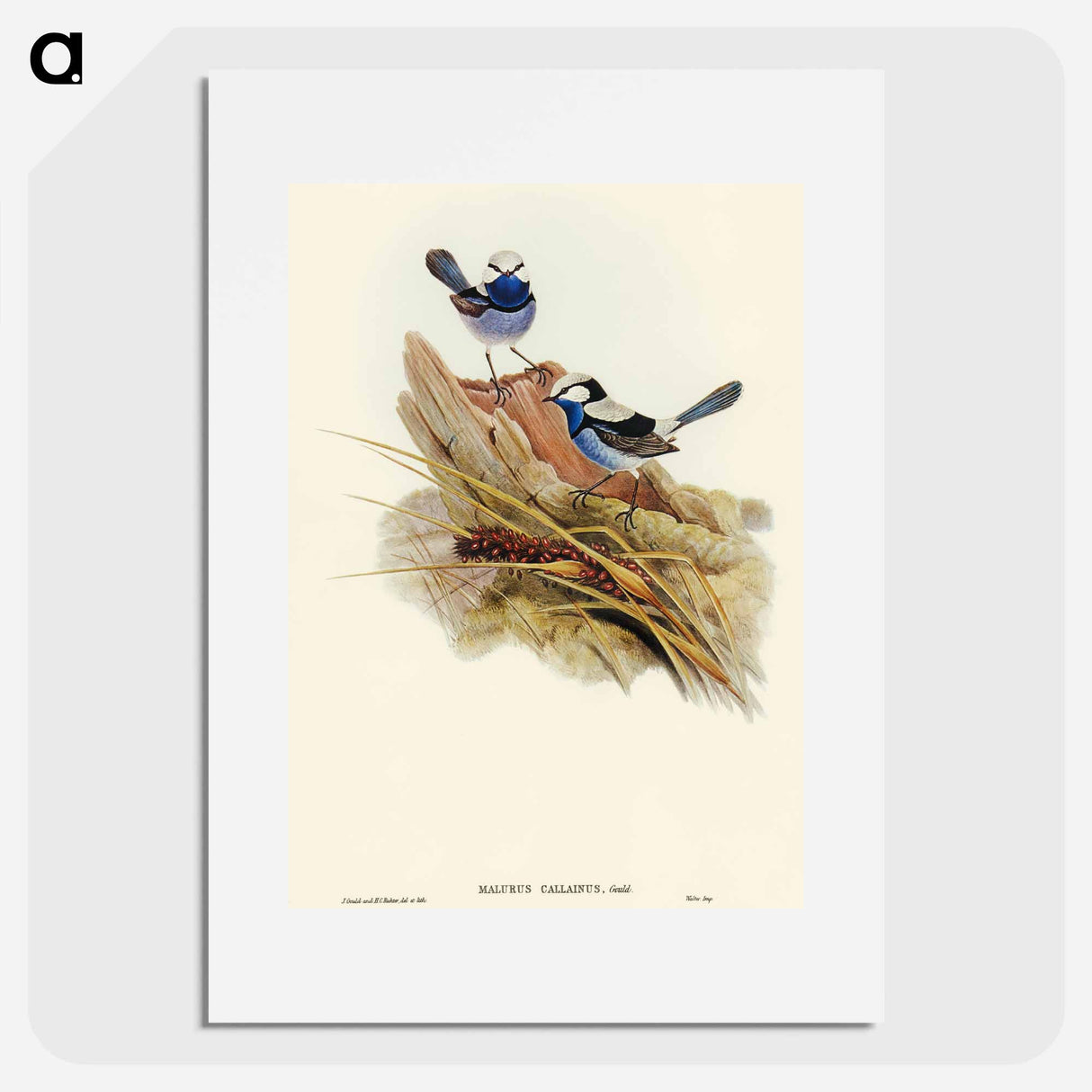 アートポスター-Turquoisine Superb Warbler
- オーストラリアの鳥 Poster.