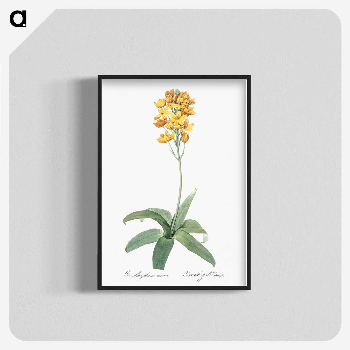 1-82_The-Lilies_blk-crop