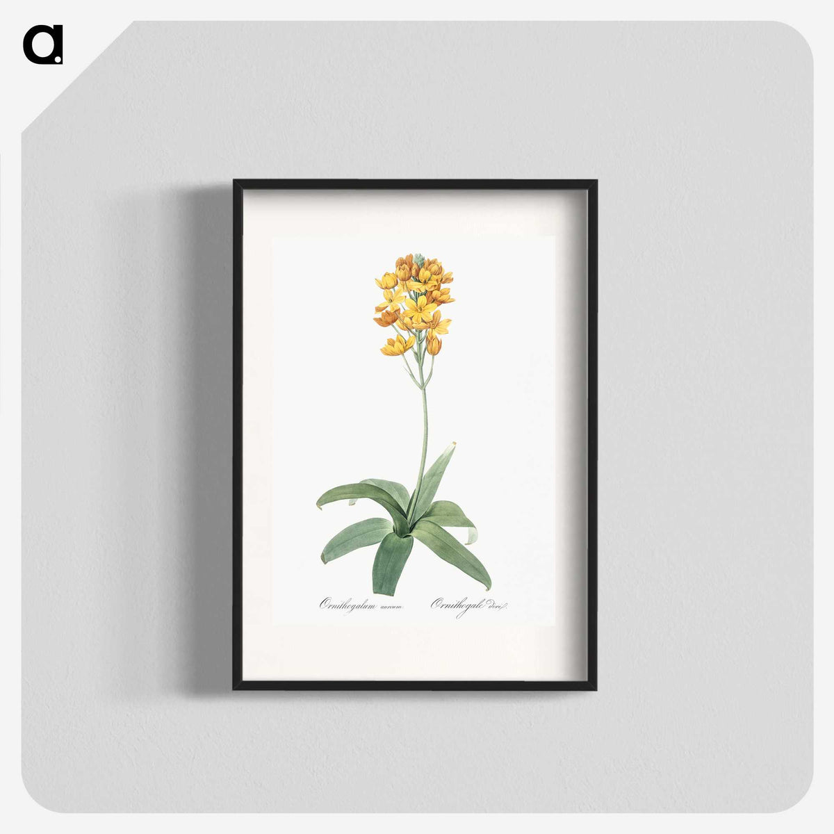 1-82_The-Lilies_blk
