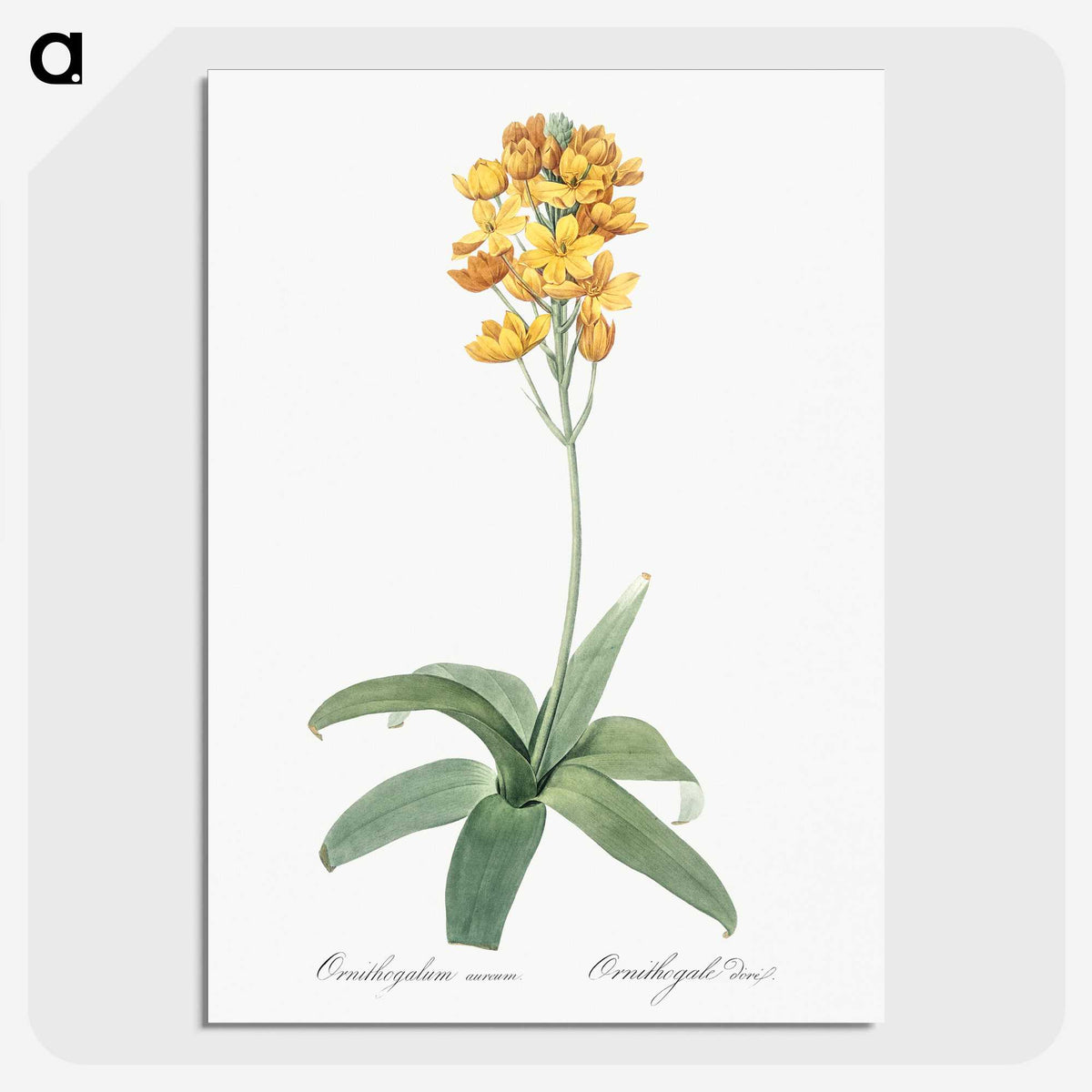 1-82_The-Lilies_picture-crop
