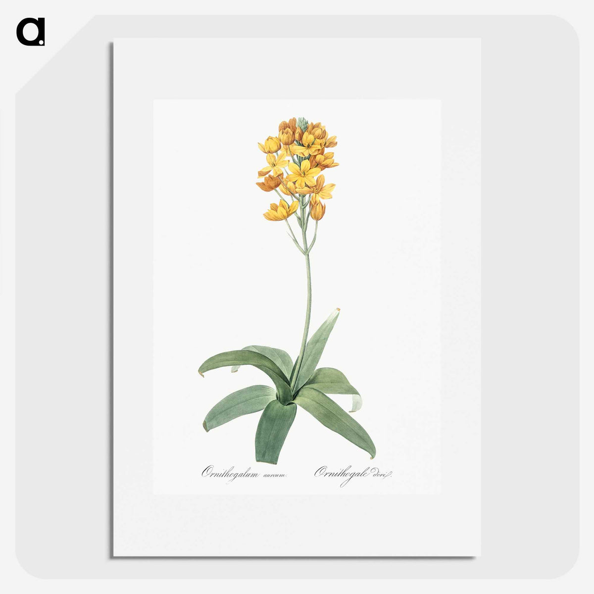 1-82_The-Lilies_picture