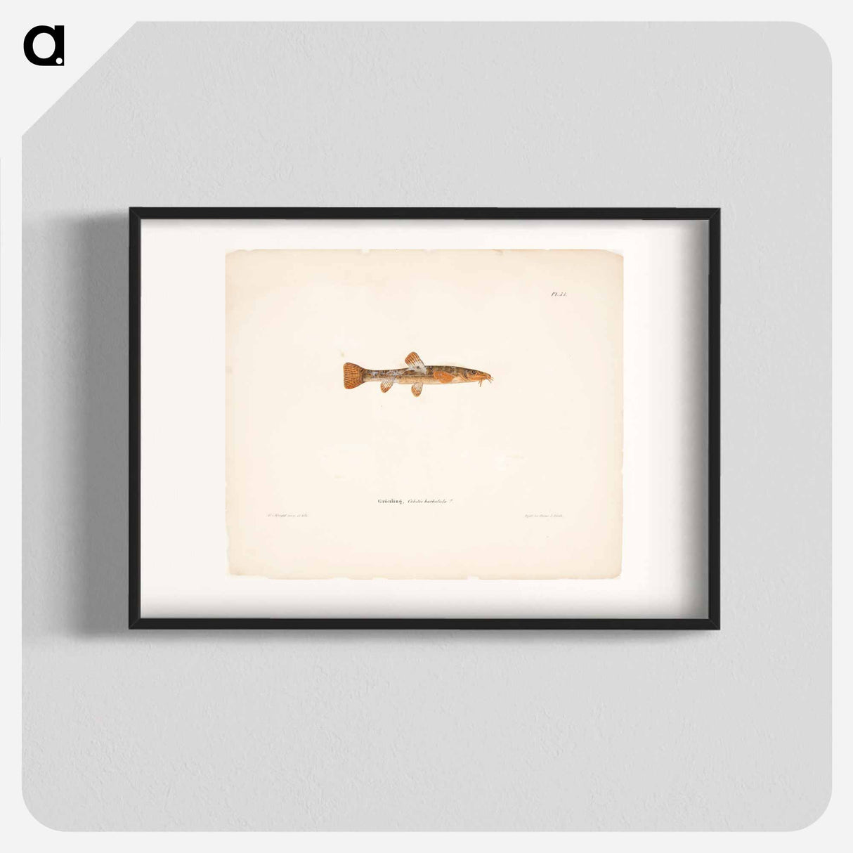 Stone loach, female - Wilhelm von Wright Poster.