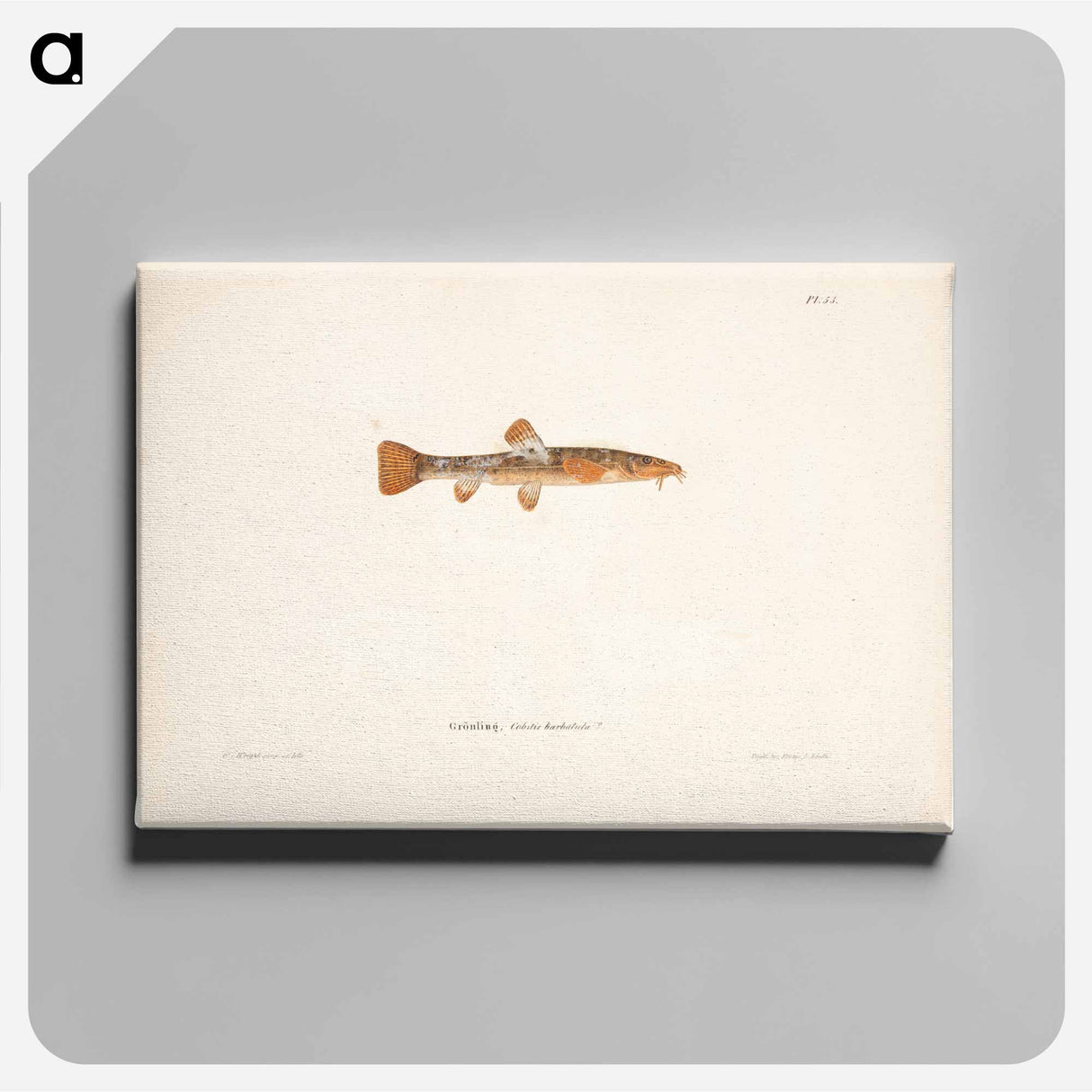 Stone loach, female - Wilhelm von Wright Canvas.