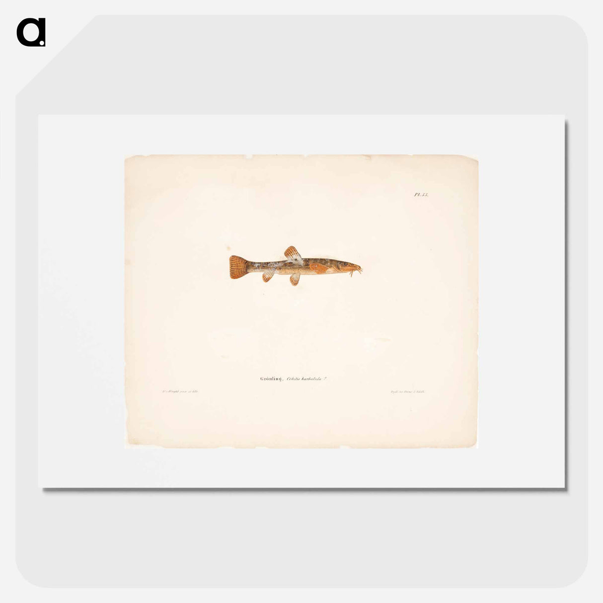 Stone loach, female - Wilhelm von Wright Poster.