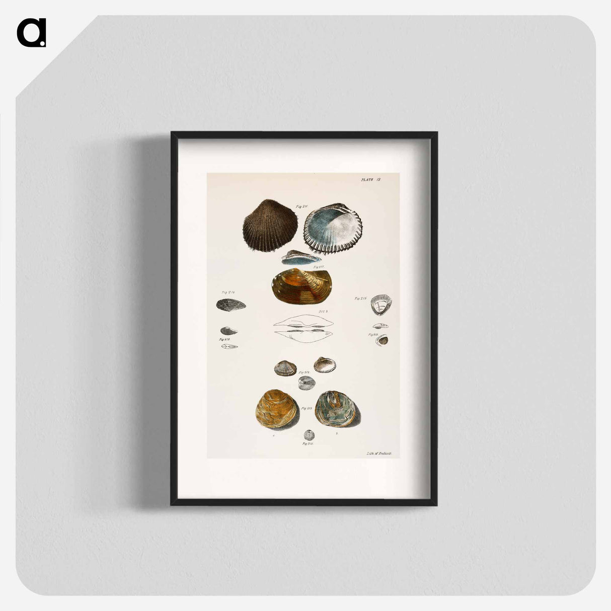 Different types of seashells illustration from Zoology of New York by James Ellsworth De Kay - ニューヨークの動物学 Poster.