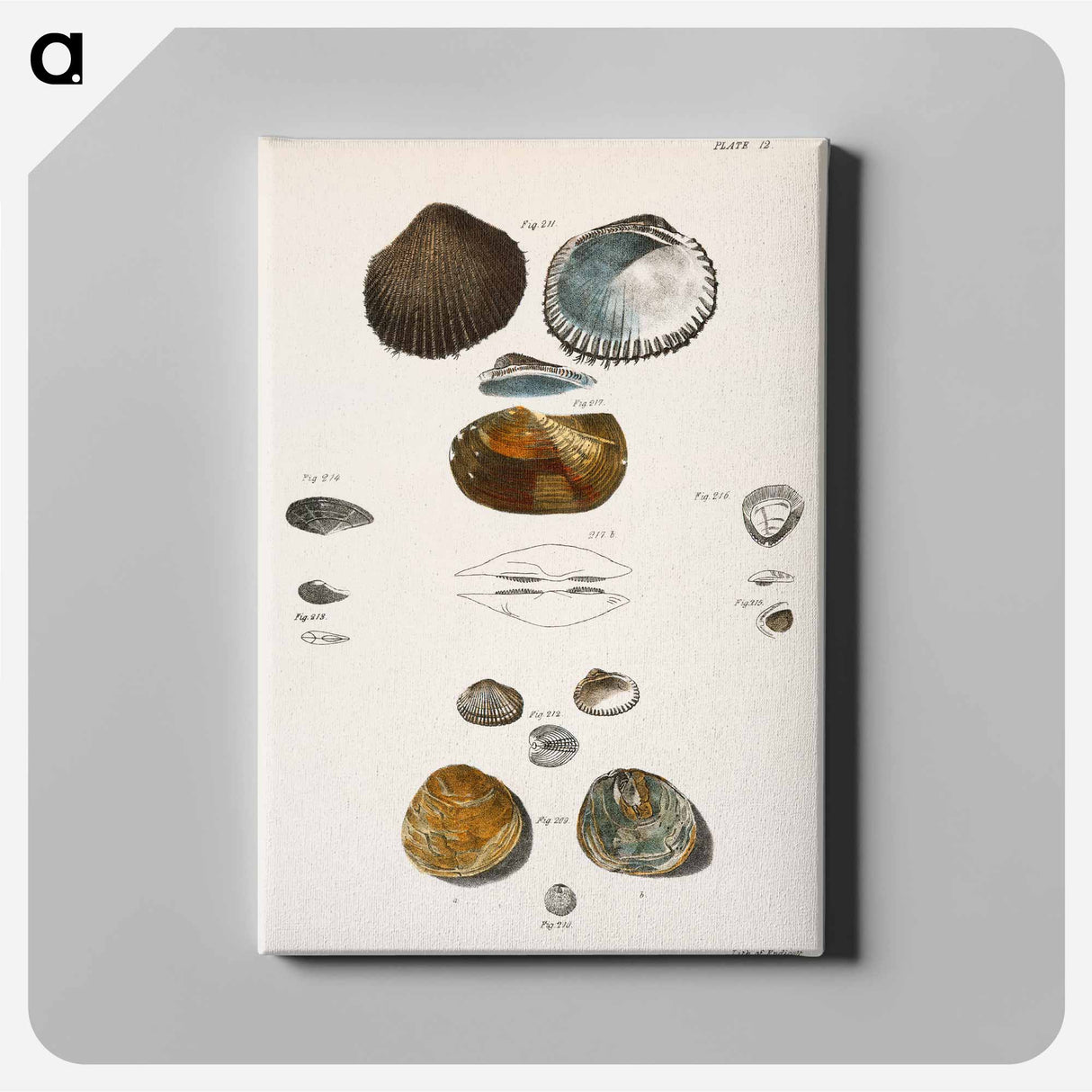 Different types of seashells illustration from Zoology of New York by James Ellsworth De Kay - ニューヨークの動物学 Canvas.