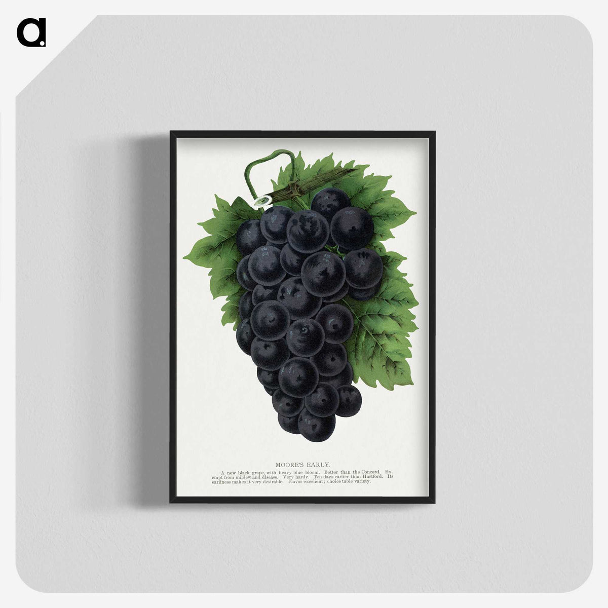 1-83_Botanical-Specimen-Plates_blk-crop