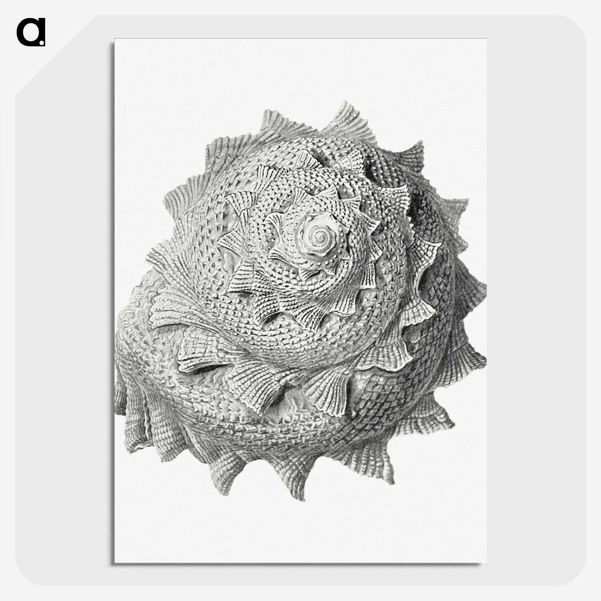 1-83_Ernst-Haeckel_picture-crop