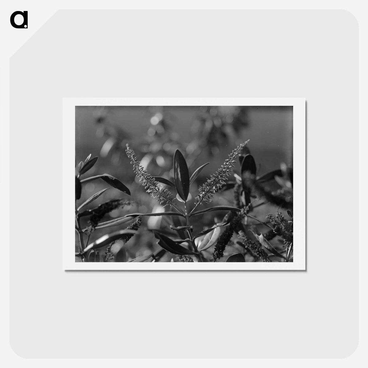 1-83_Frederick-Charles-Brockett_hagaki