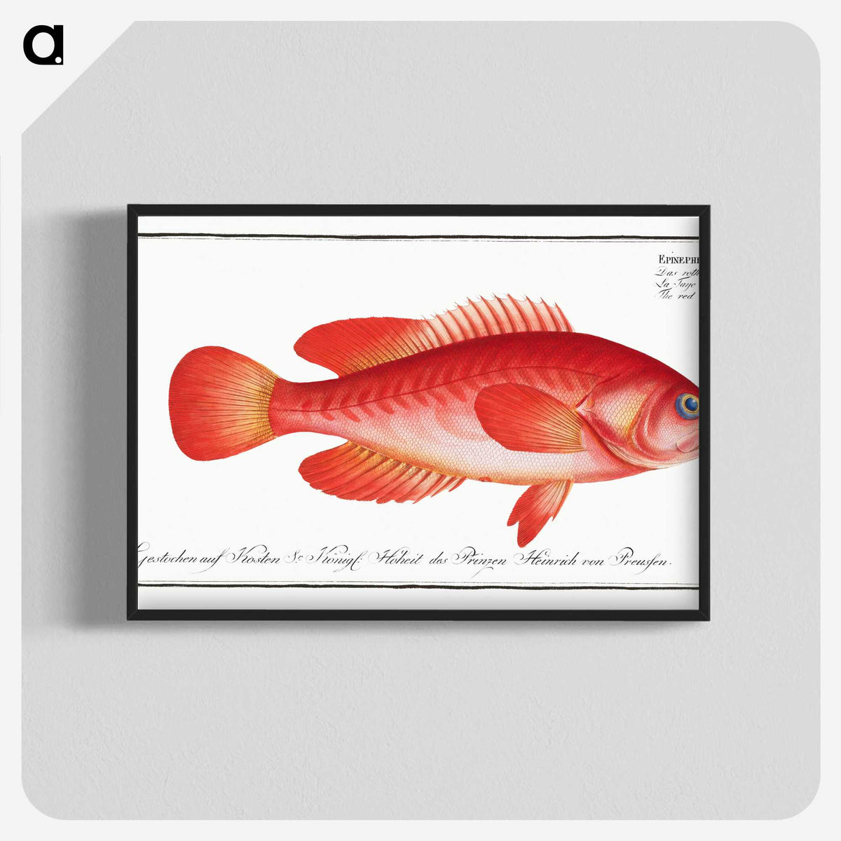 1-83_Ichtyologie-ou-Histoire-naturelle_blk-crop