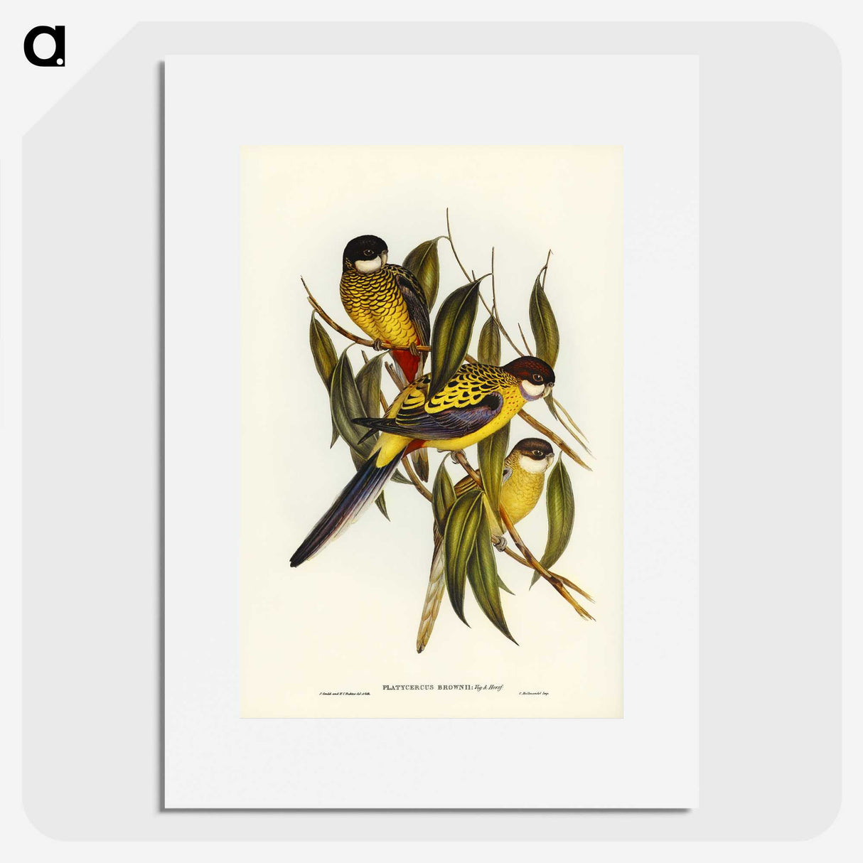 1-83_John-Gould_picture
