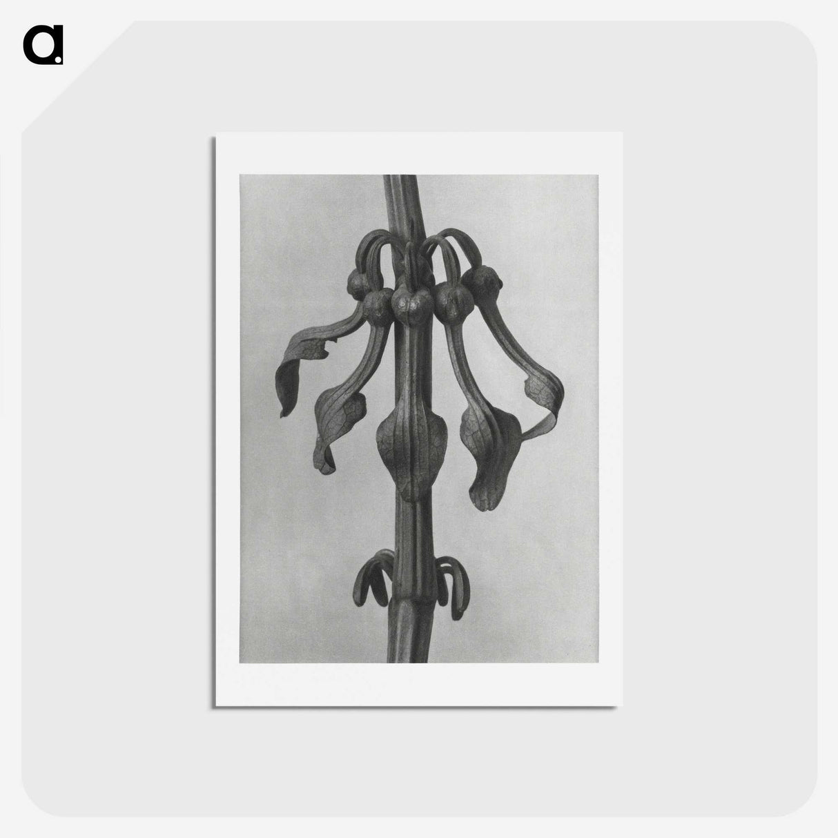 1-83_Karl-Blossfeldt_hagaki