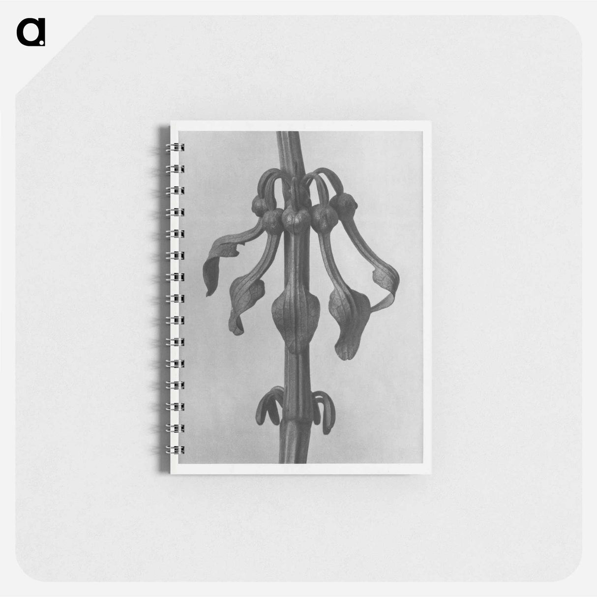 Aristolochia Clematitis - カール ブロスフェルト Memo.