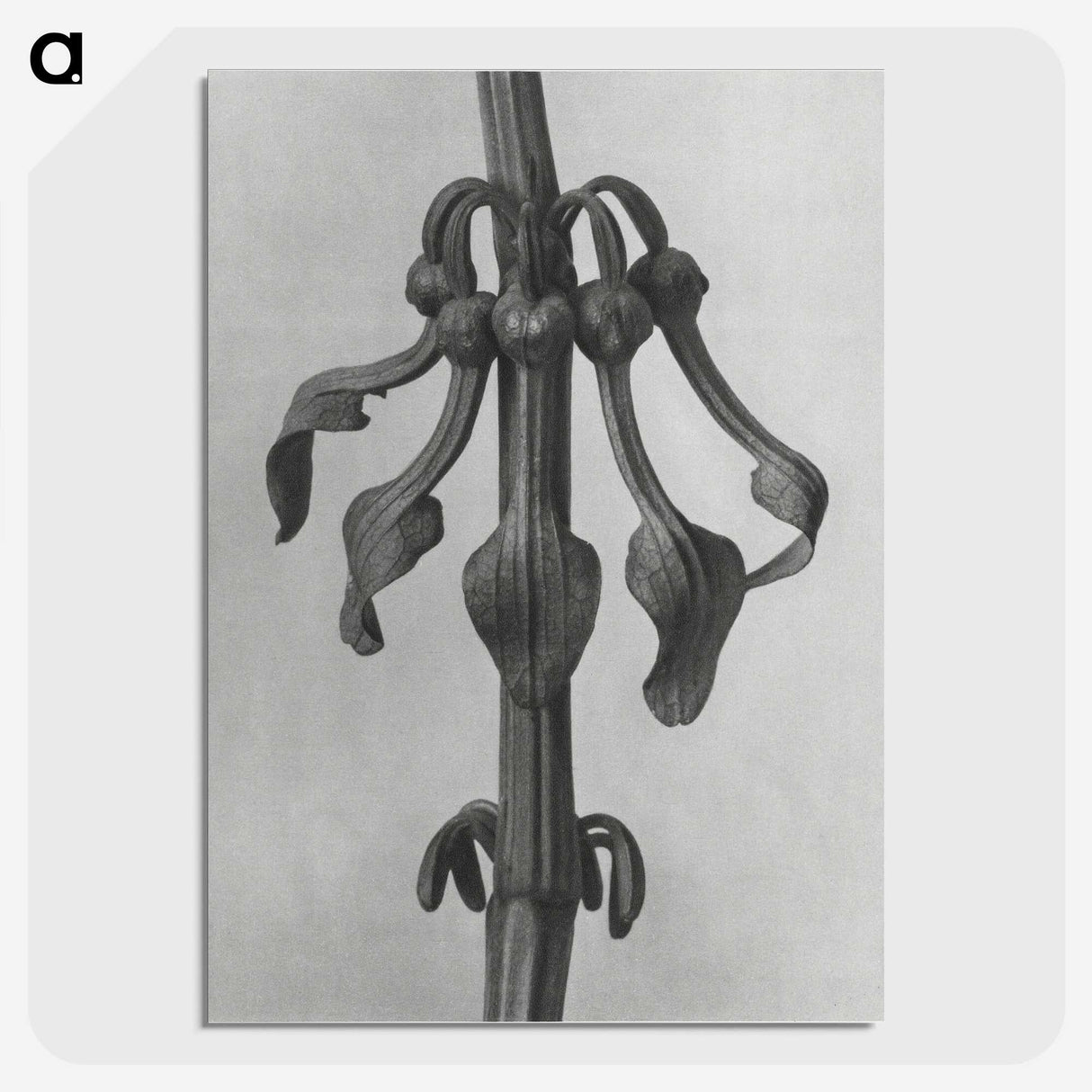 1-83_Karl-Blossfeldt_picture-crop