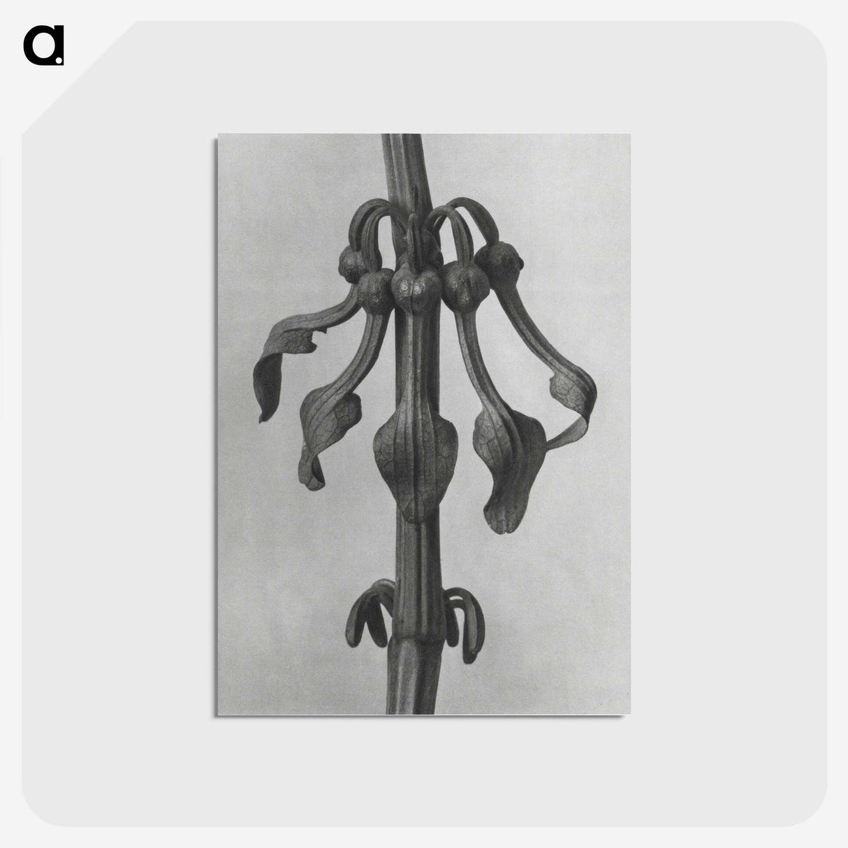 1-83_Karl-Blossfeldt_postcard