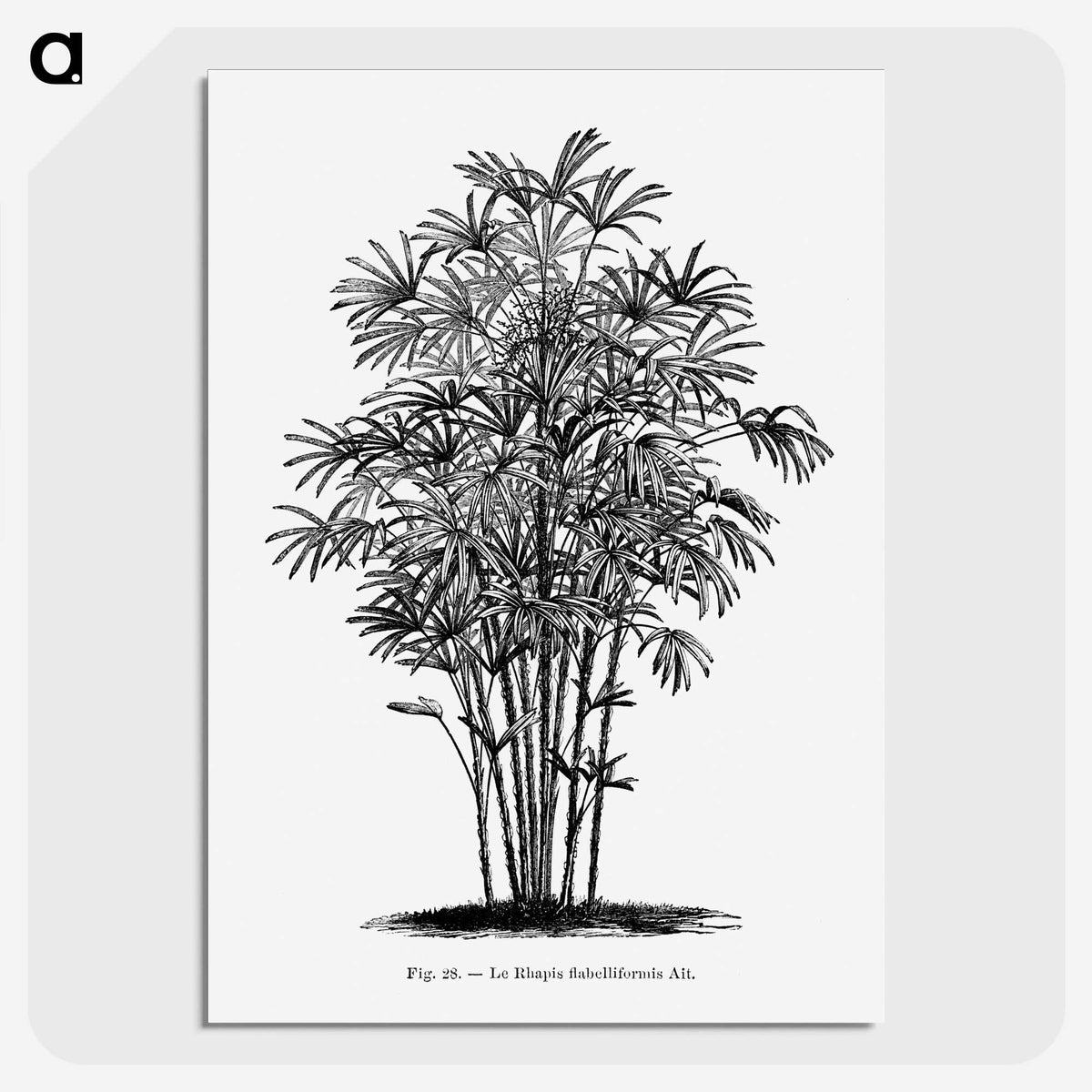 1-83_Les-Palmiers-Histoire-Iconographique_picture-crop