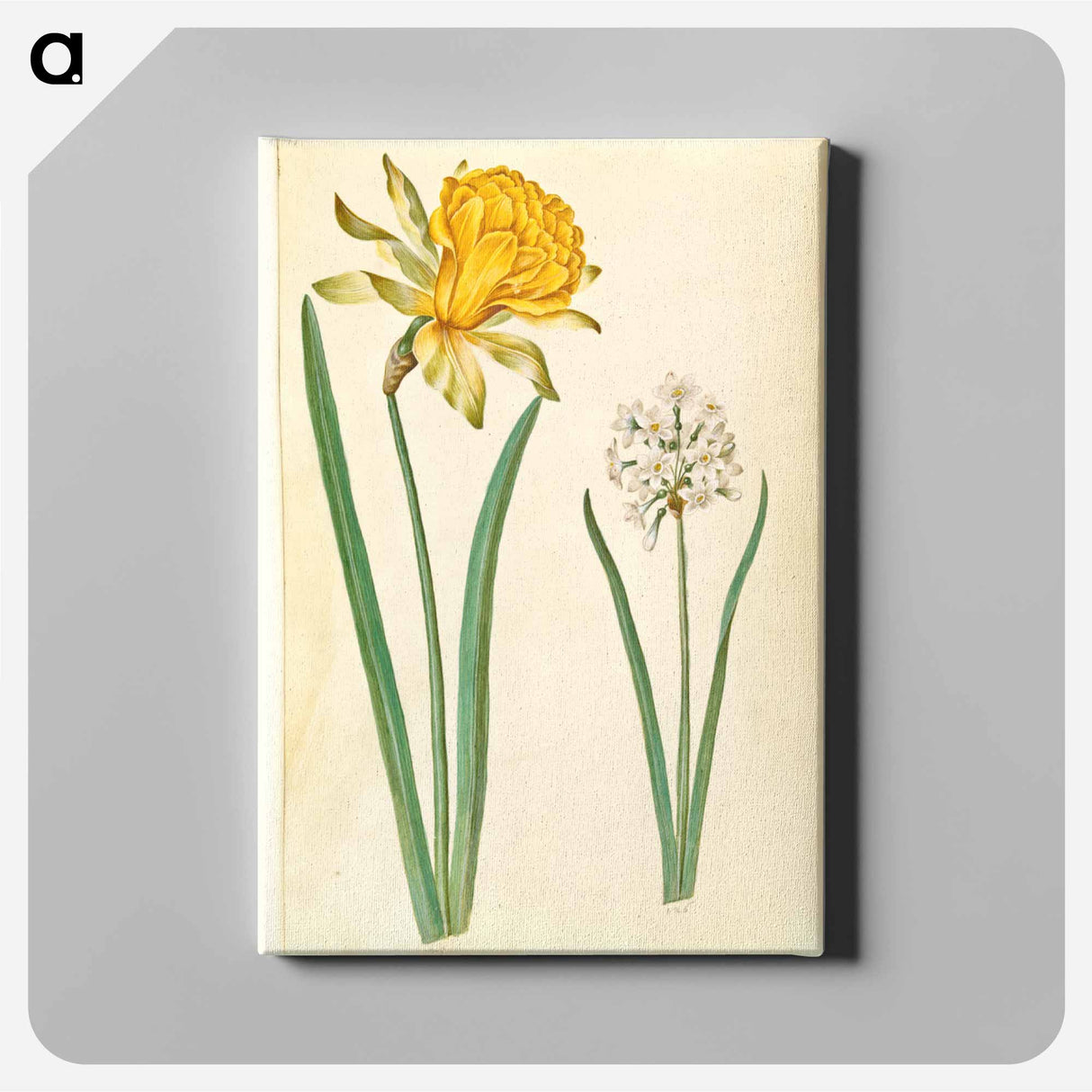 アートパネル-Narcissus
- マリア ジビーラ メーリアン Canvas.