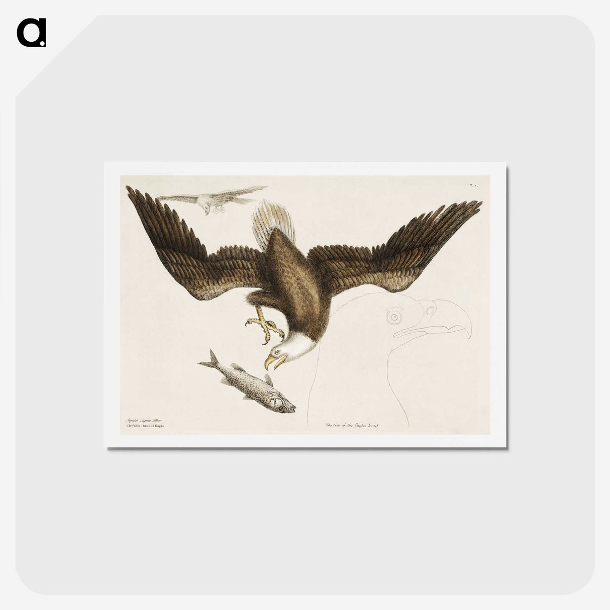 1-83_Mark-Catesby_hagaki