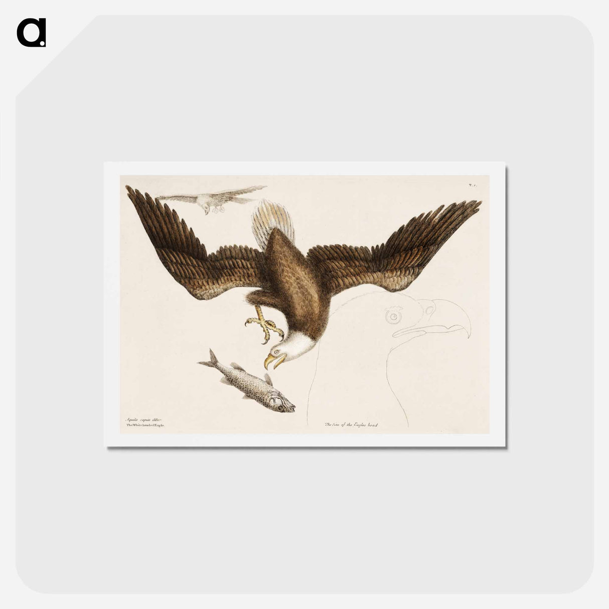 アートポストカード-White Headed Eagle
- マーク ケイツビー Postcard.