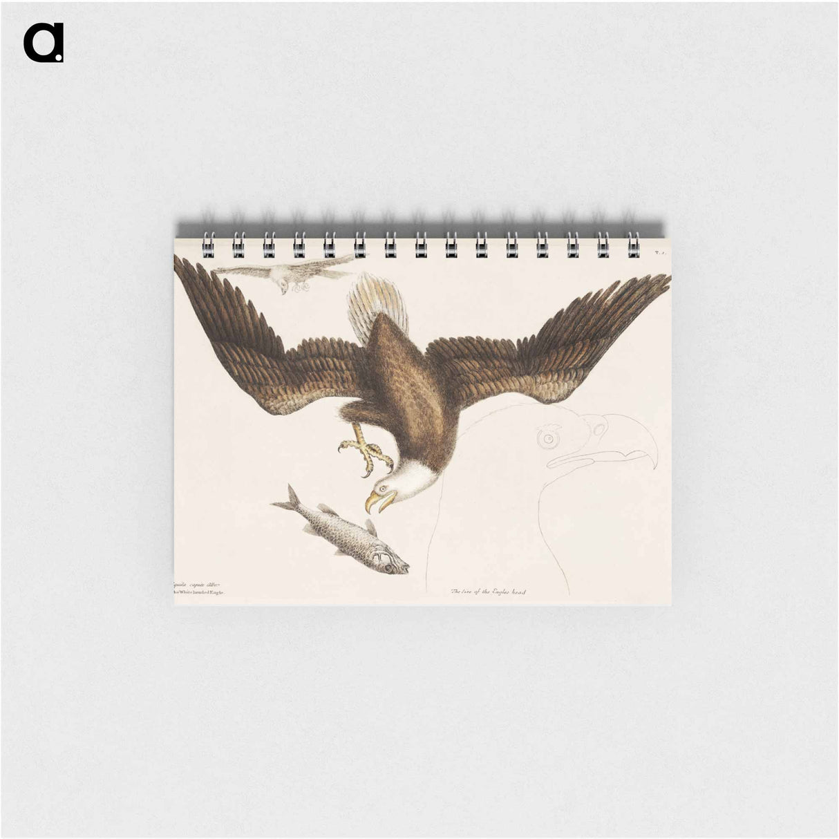 アートメモ帳-White Headed Eagle
- マーク ケイツビー Memo.
