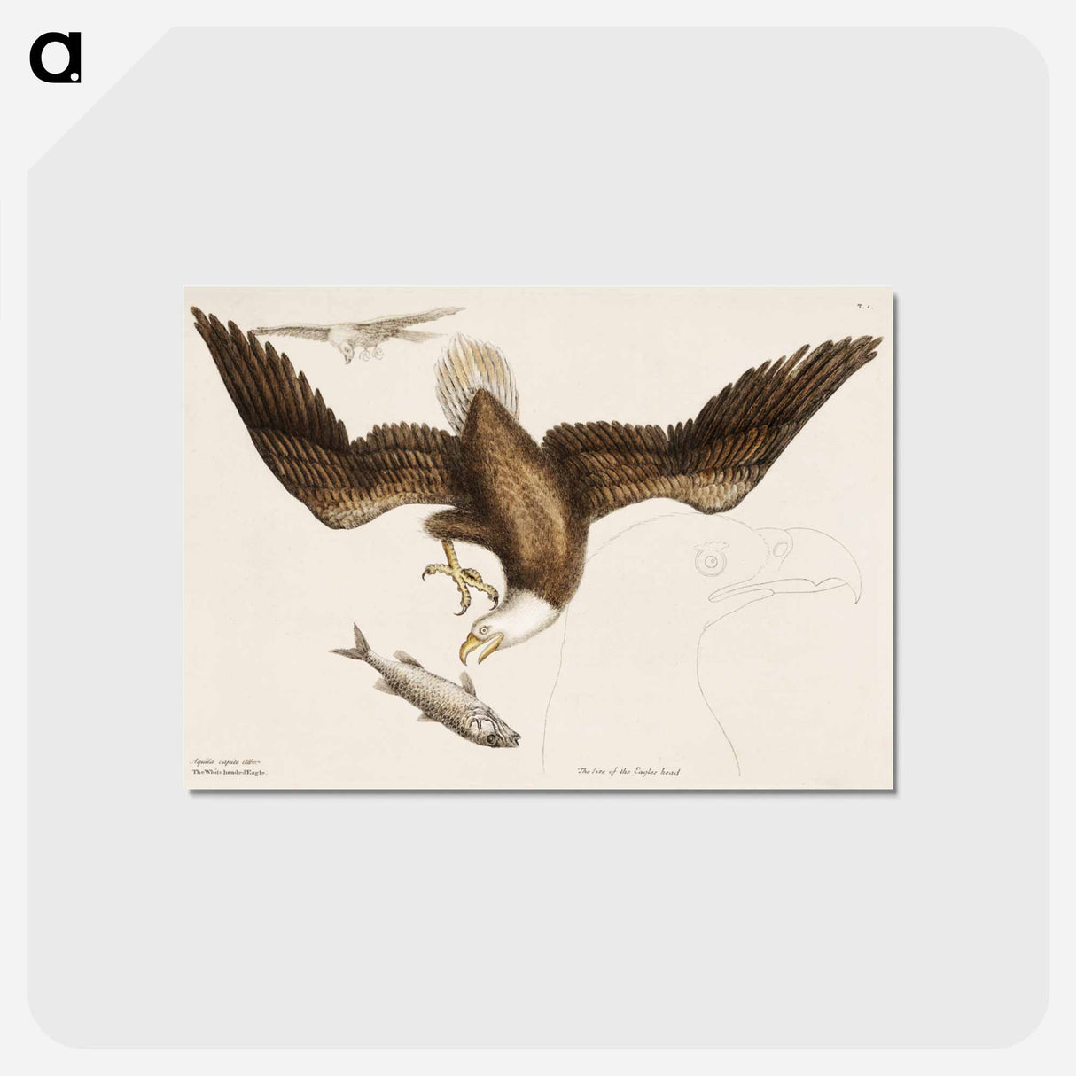 アートポストカード-White Headed Eagle
- マーク ケイツビー Postcard.