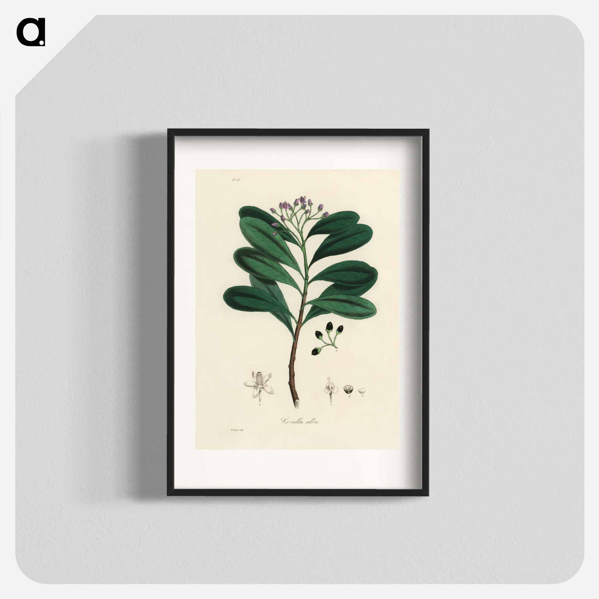 アートポスター-Canella alba Illustration
- 薬用植物学 Poster.