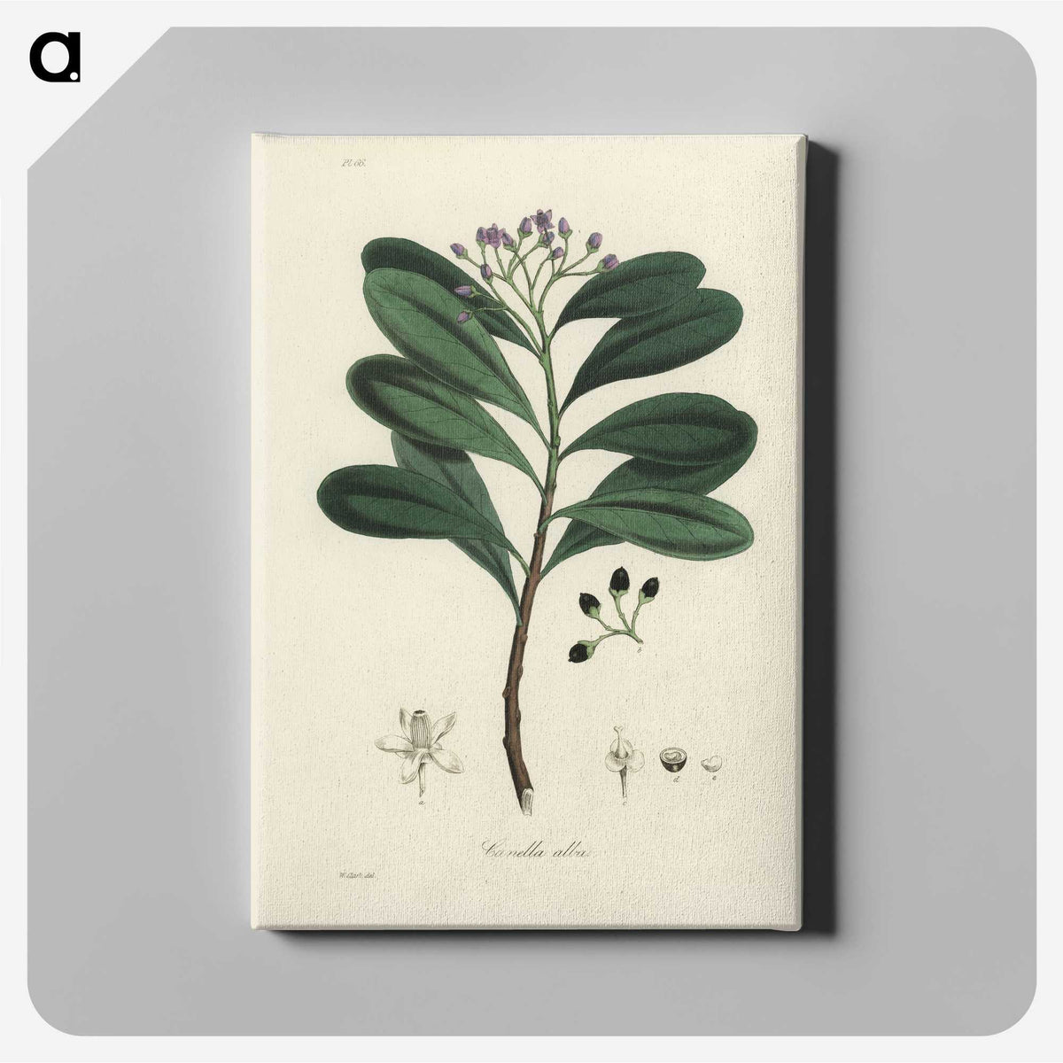 1-83_Medical-Botany_canvas