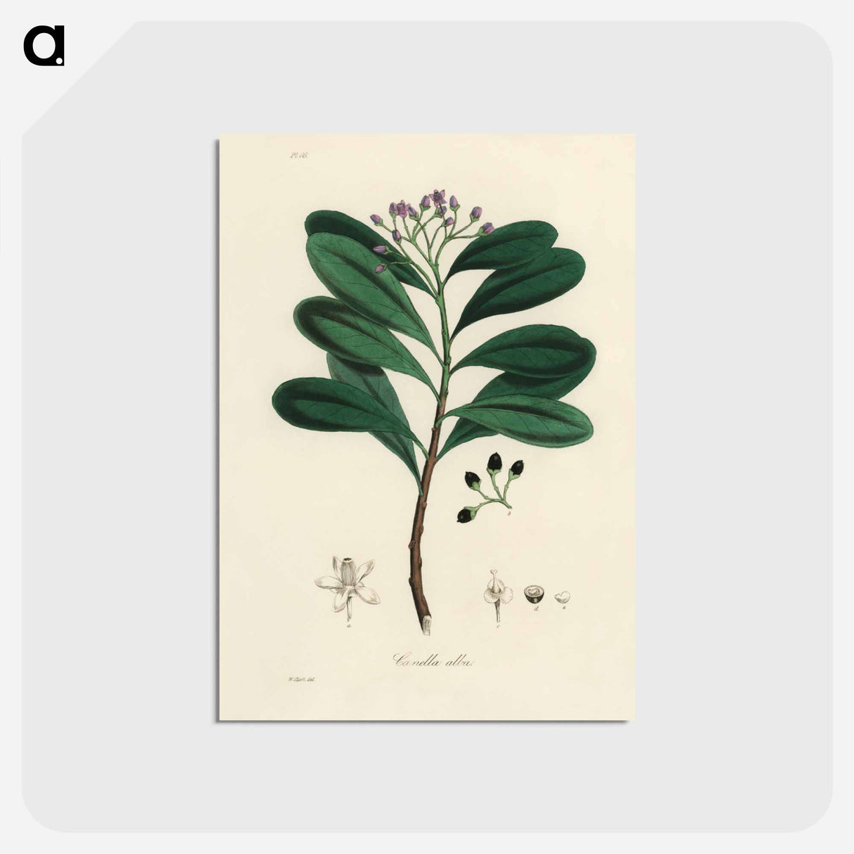 アートポストカード-Canella alba Illustration
- 薬用植物学 Postcard.