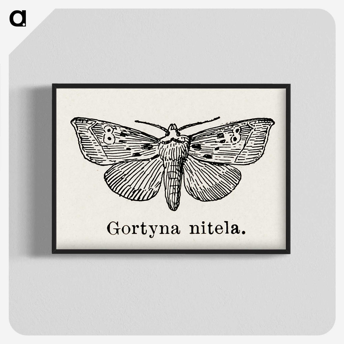 1-83_Moths-and-Butterflies-of-the-United-States_blk-crop