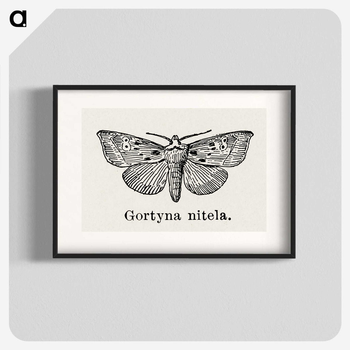 1-83_Moths-and-Butterflies-of-the-United-States_blk