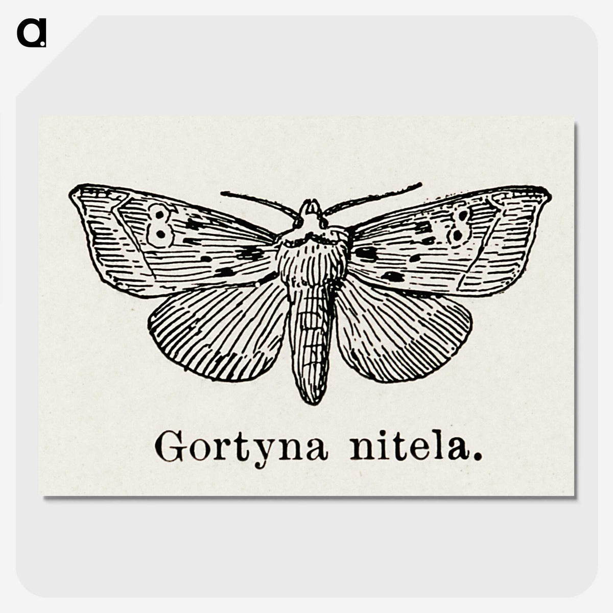 1-83_Moths-and-Butterflies-of-the-United-States_picture-crop