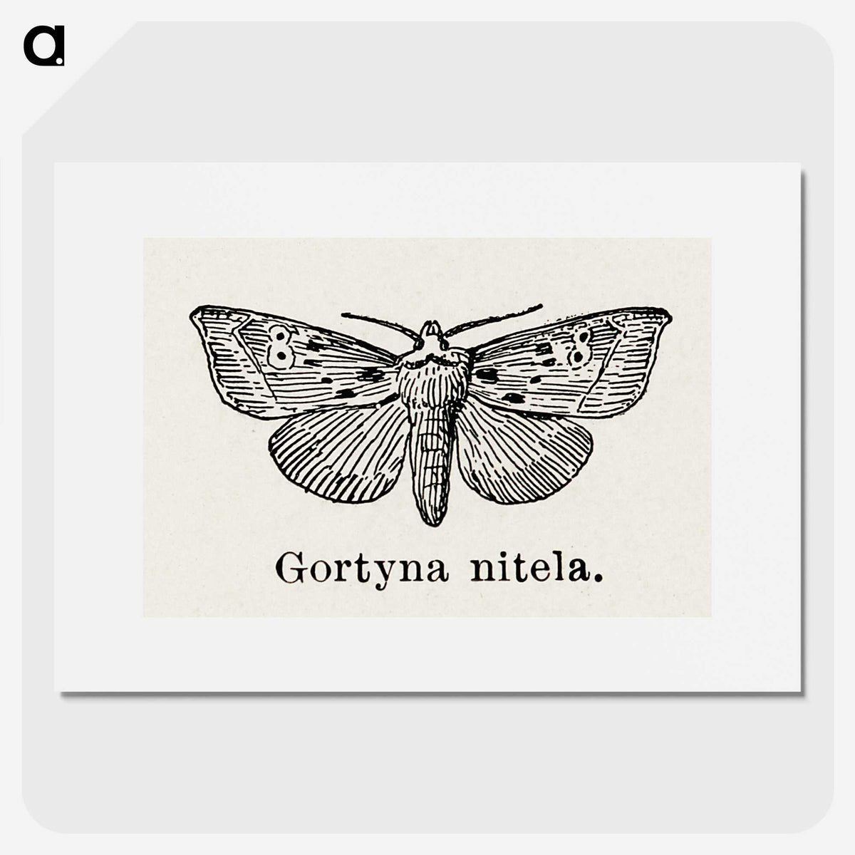 1-83_Moths-and-Butterflies-of-the-United-States_picture