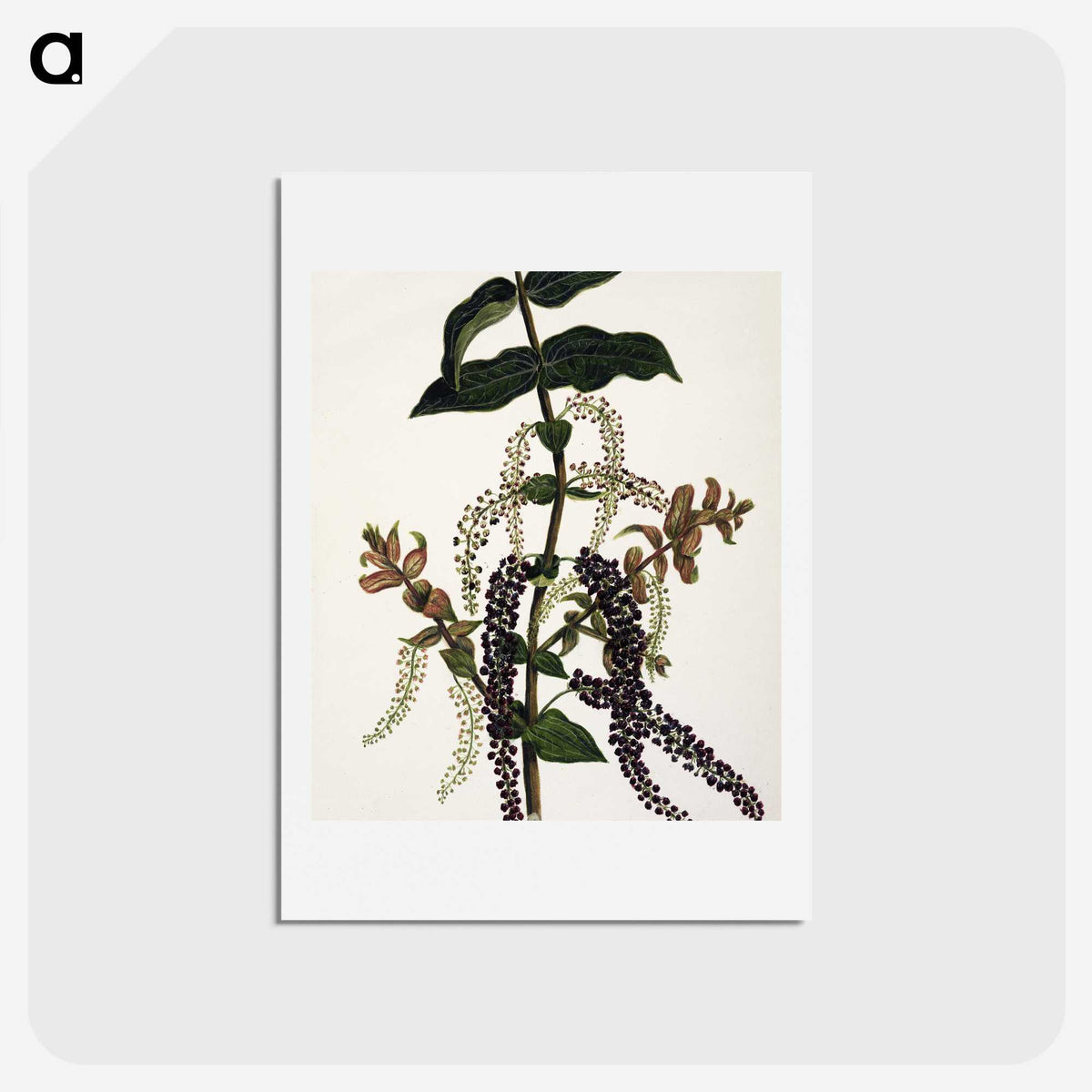 1-83_Native-Flowering-Plants-of-New-Zealand_hagaki