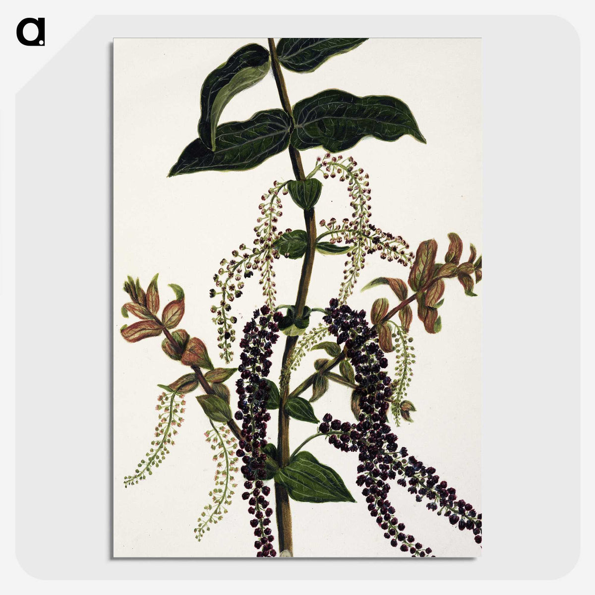 1-83_Native-Flowering-Plants-of-New-Zealand_picture-crop