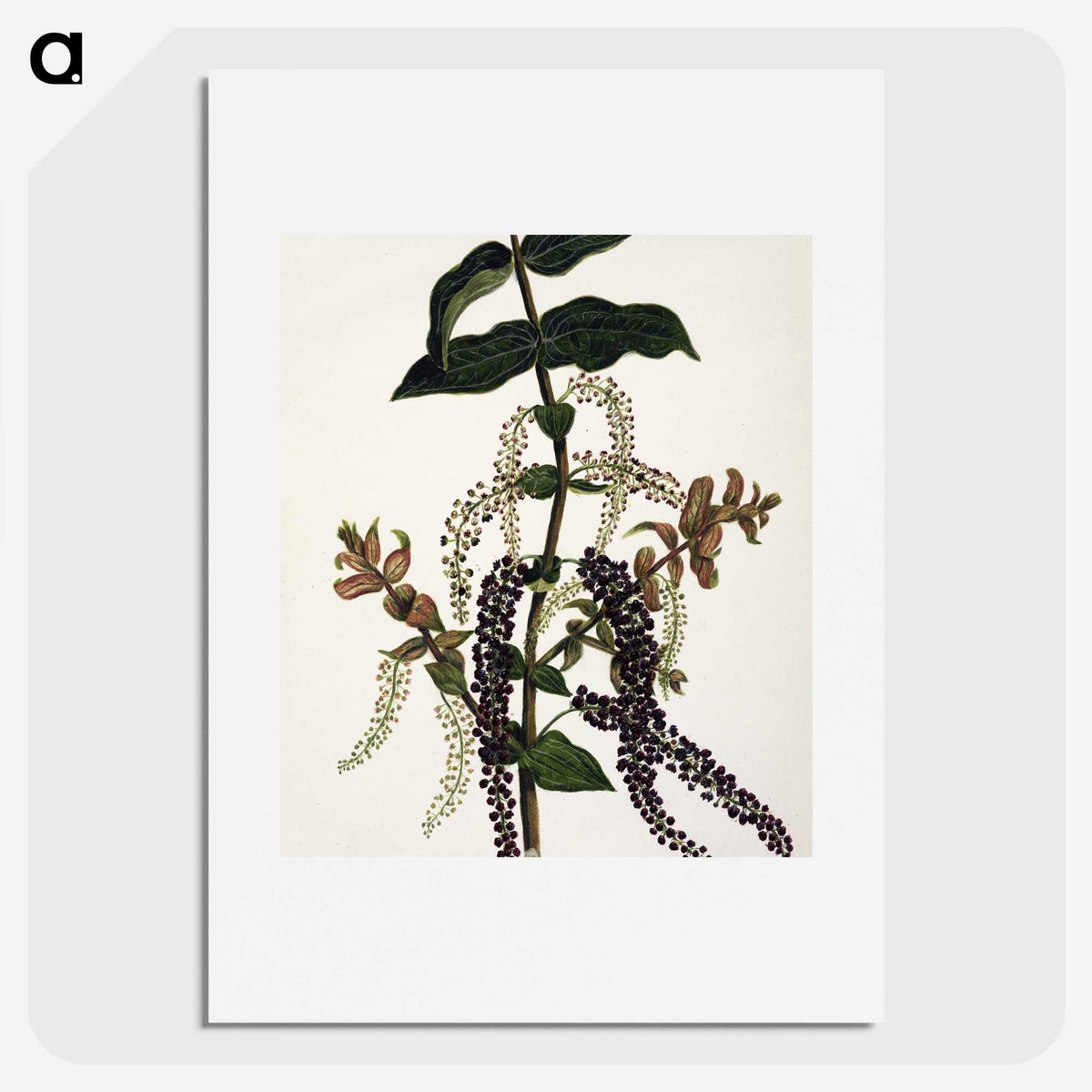 1-83_Native-Flowering-Plants-of-New-Zealand_picture