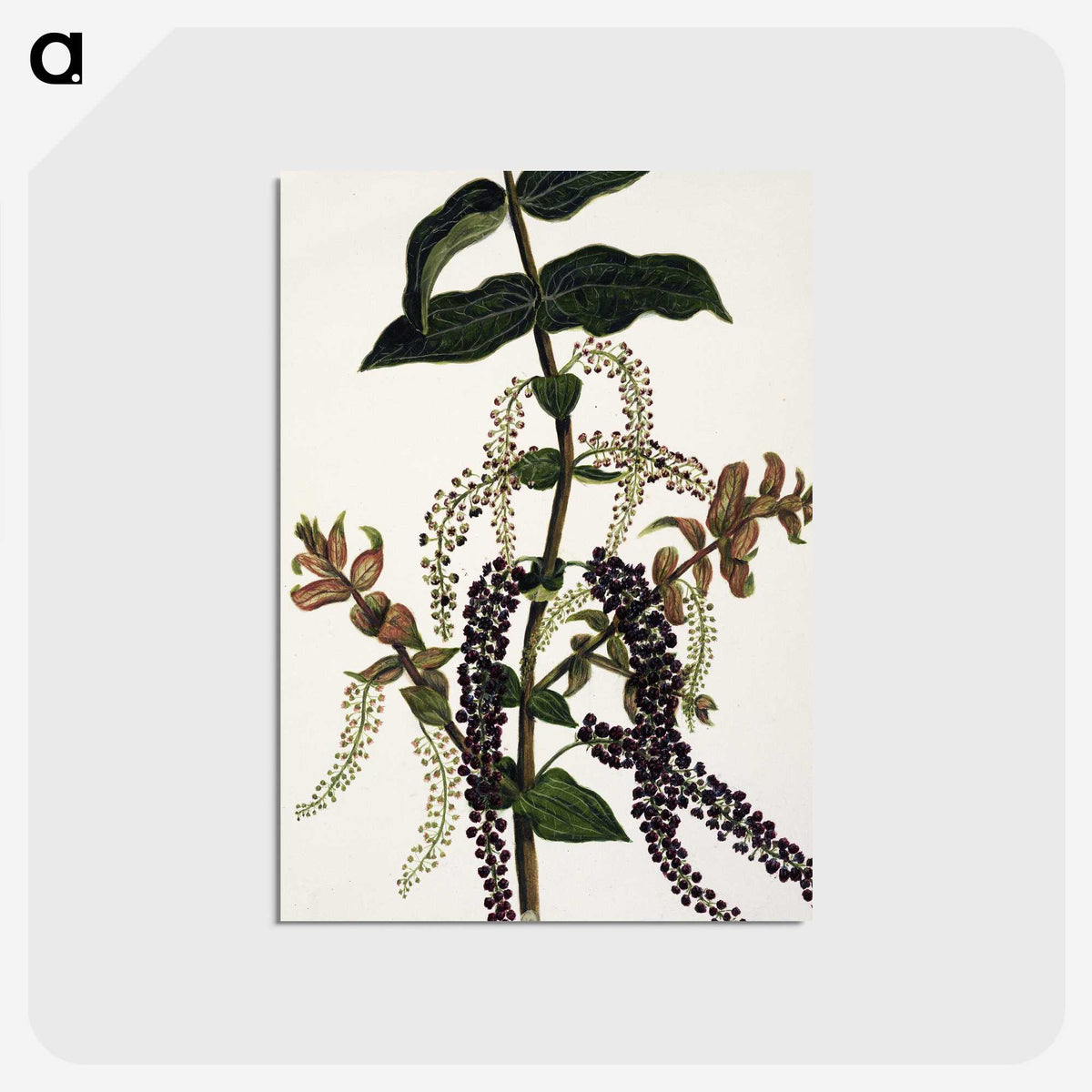 1-83_Native-Flowering-Plants-of-New-Zealand_postcard